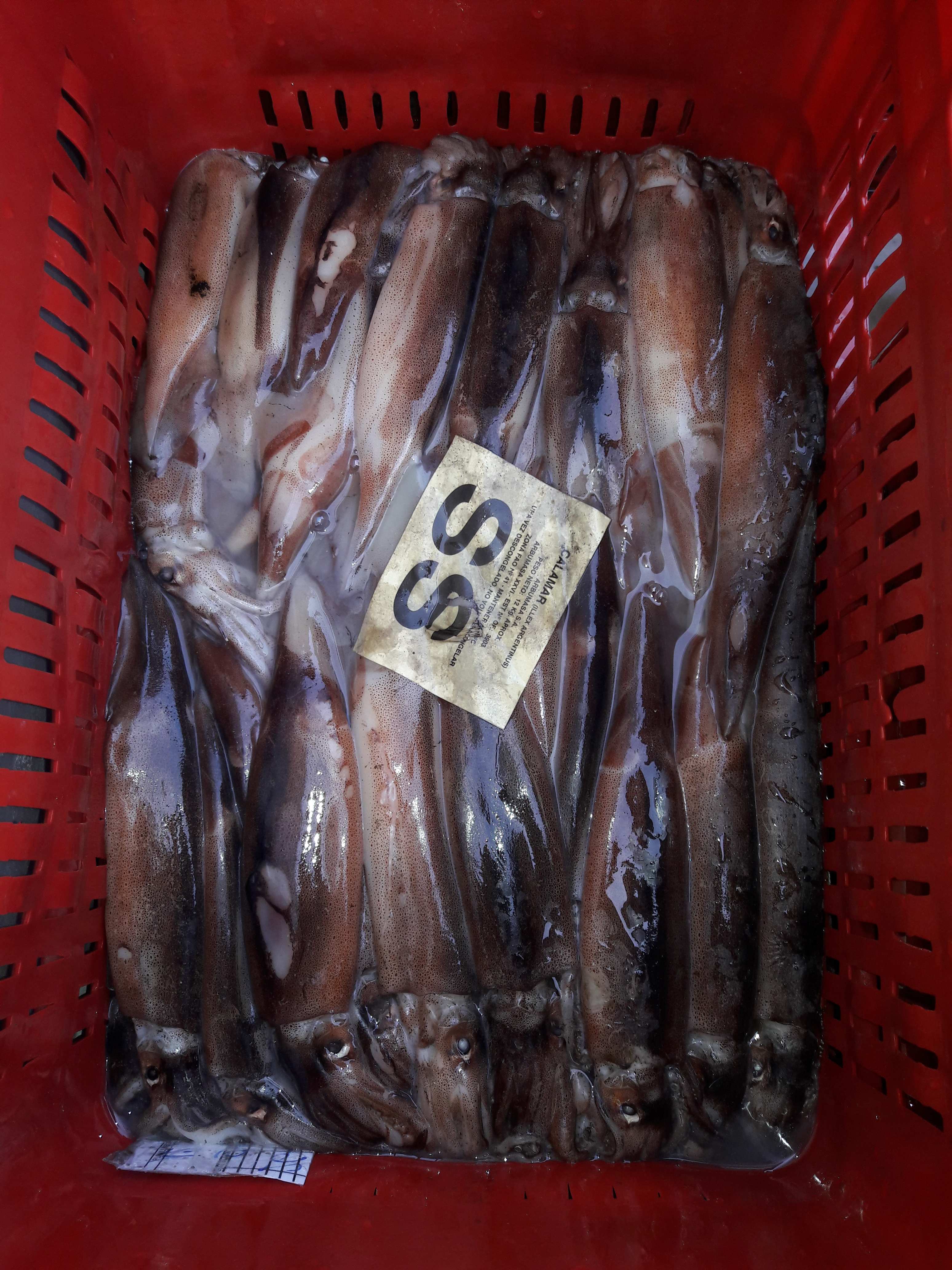 Whole Round Illex Squid